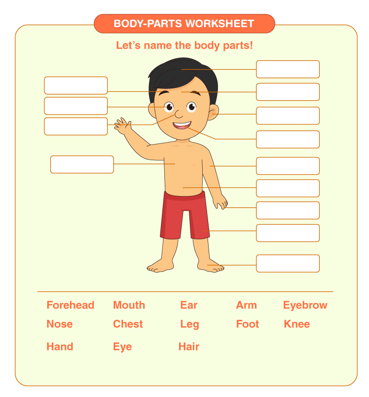 Body parts worksheet download free printables for kids