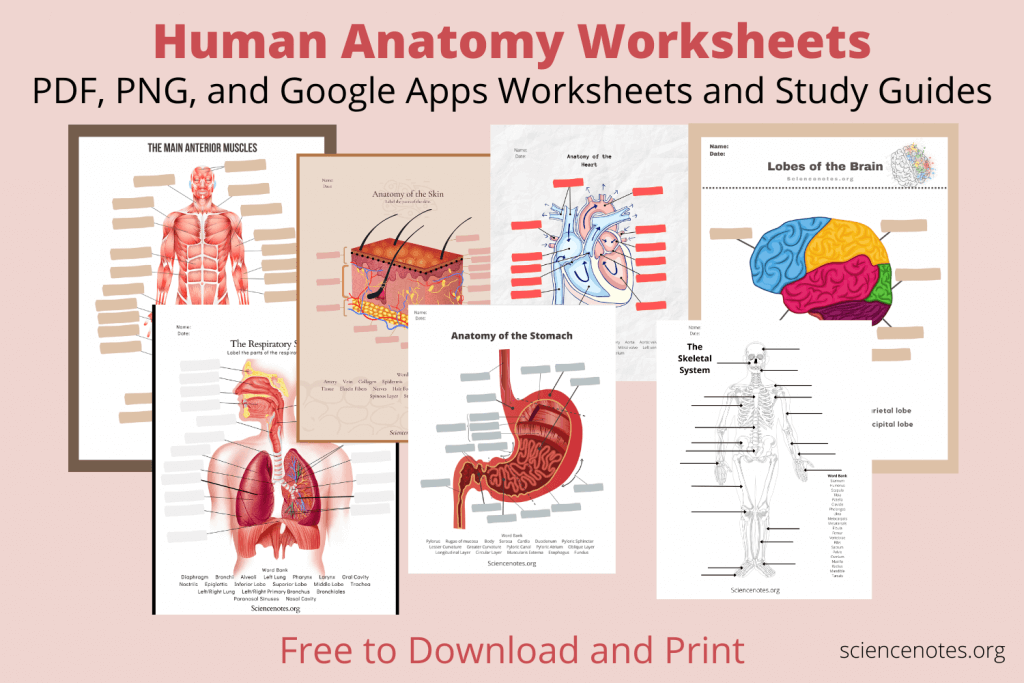 Human anatomy worksheets and study guides