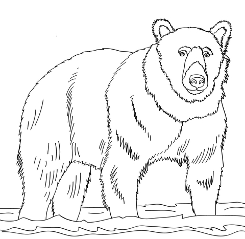 Brown bear stands in shallow water coloring page free printable coloring pages
