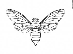 Insects