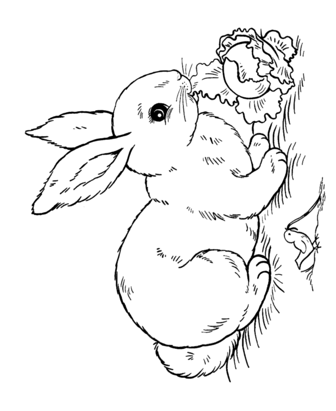 Easter rabbit coloring pages bluebonkers