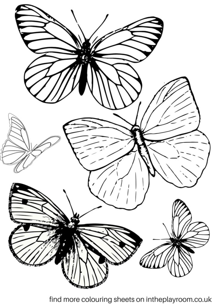 Free printable butterfly louring pages butterfly printable butterfly loring page louring pages