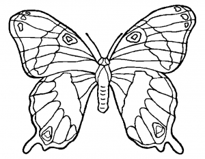 Butterflies