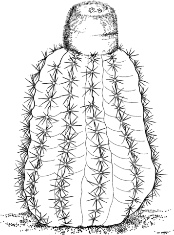 Cactus coloring pages printable for free download
