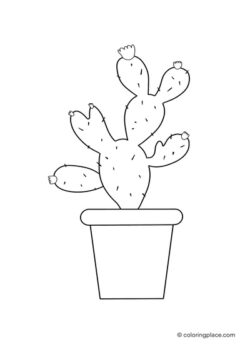 Cactus coloring place