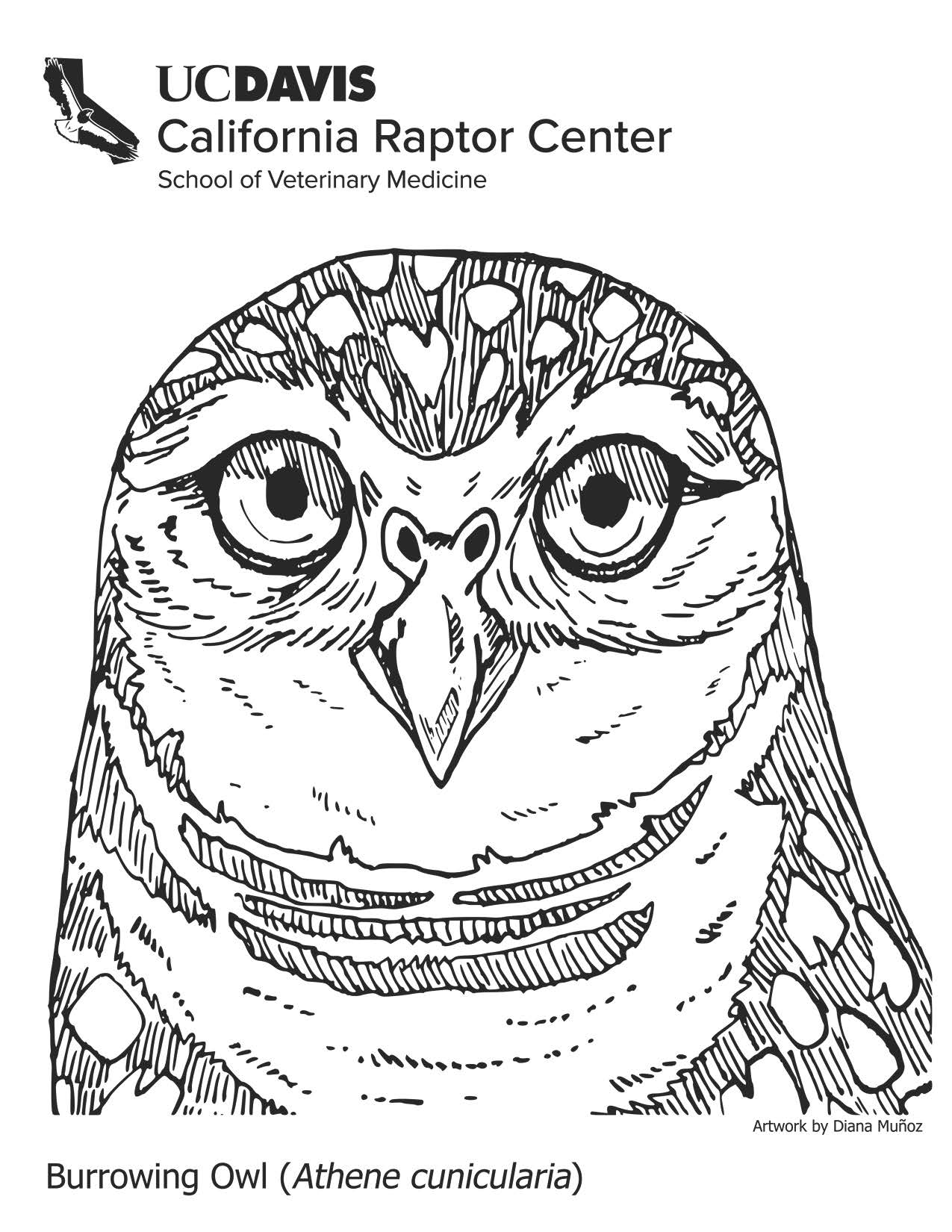 Coloring pages california raptor center school of veterinary medicine