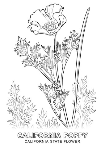 California state flower coloring page free printable coloring pages