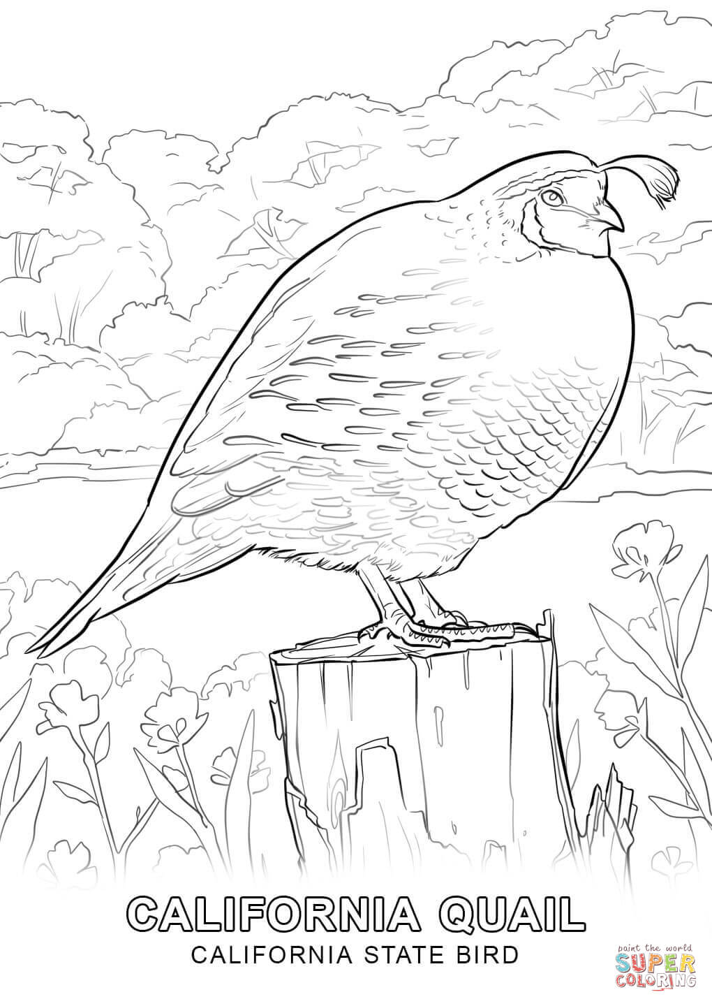 California state bird coloring page free printable coloring pages