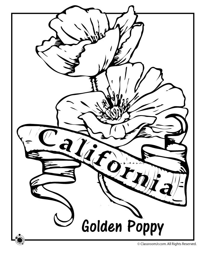 State flower coloring pages