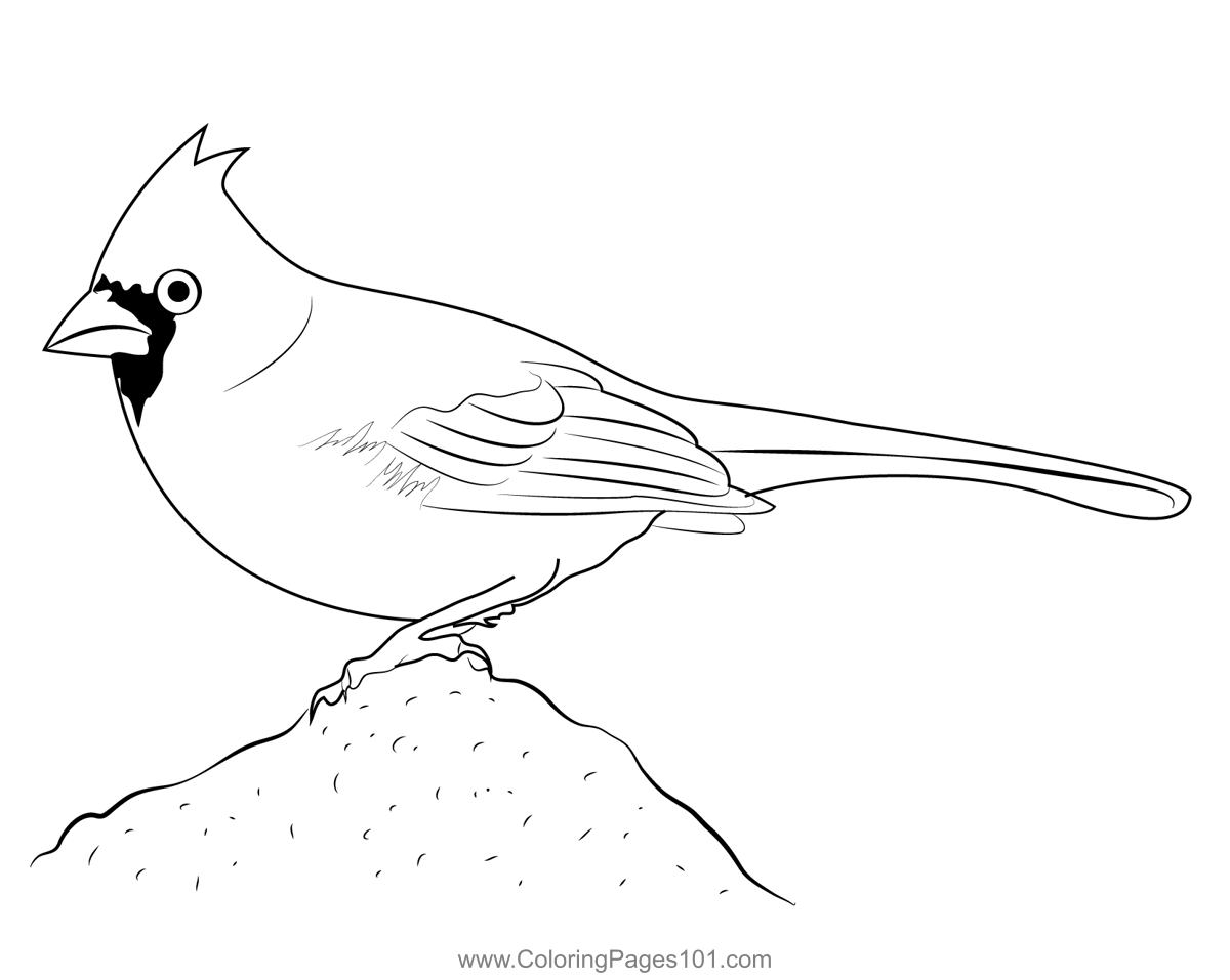 Female cardinal bird coloring page for kids