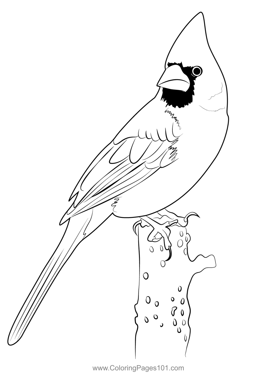 Cardinal coloring page for kids