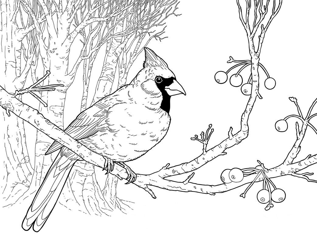 Cardinal coloring page ì ê