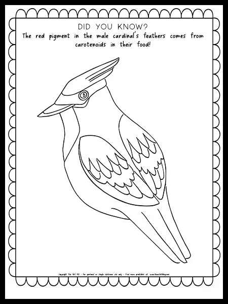 Cardinal coloring page with fun fact free printable â the art kit