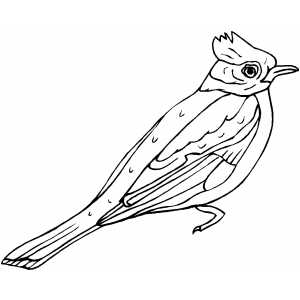 Cardinal bird coloring page