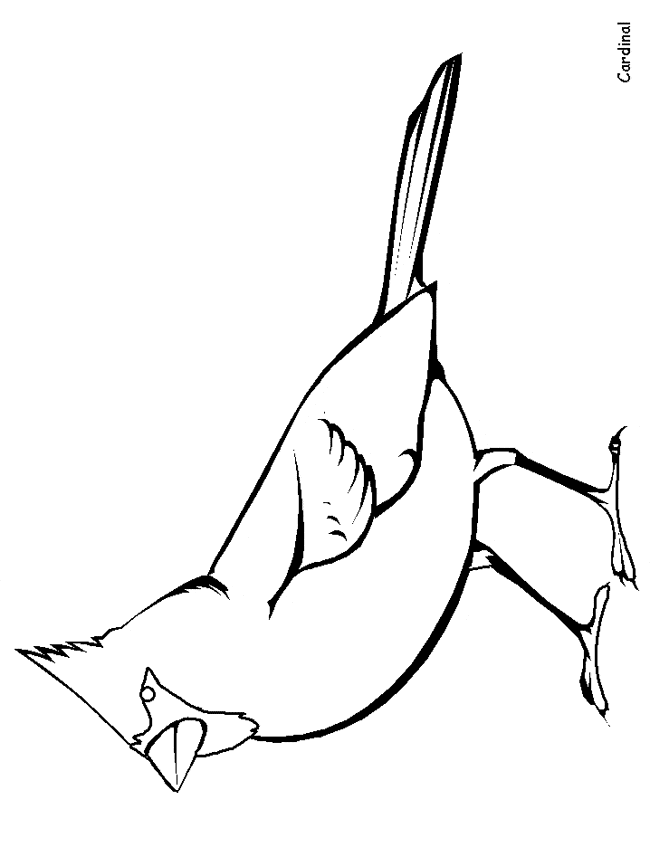 Northern cardinal coloring page