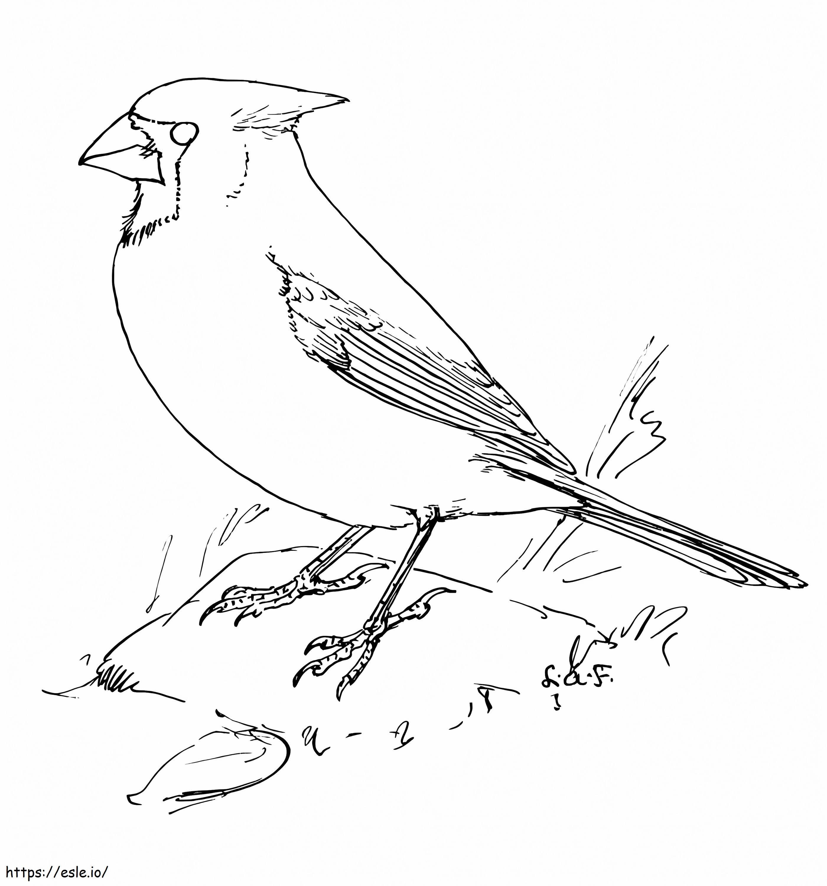 Printable northern cardinal coloring page