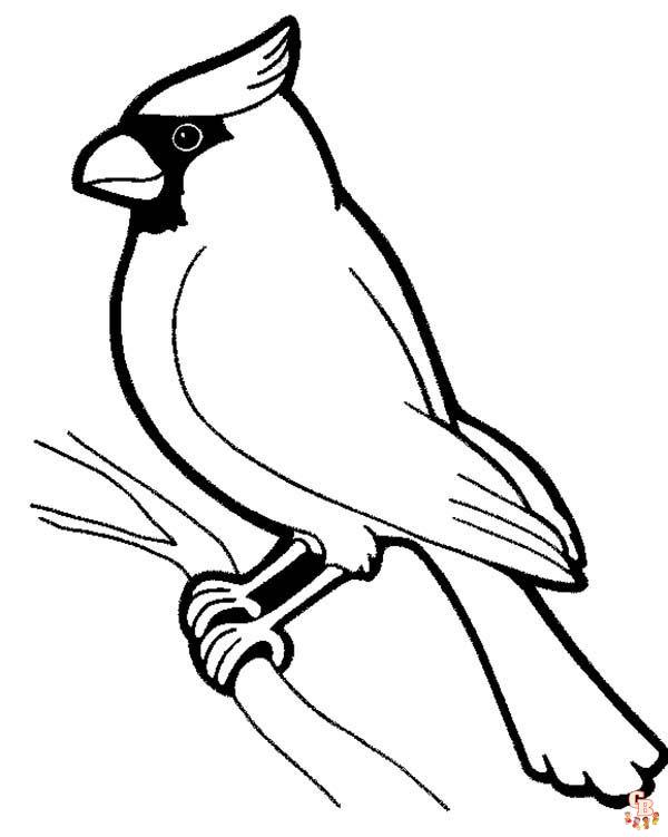 Charming cardinal coloring pages experience natures beauty