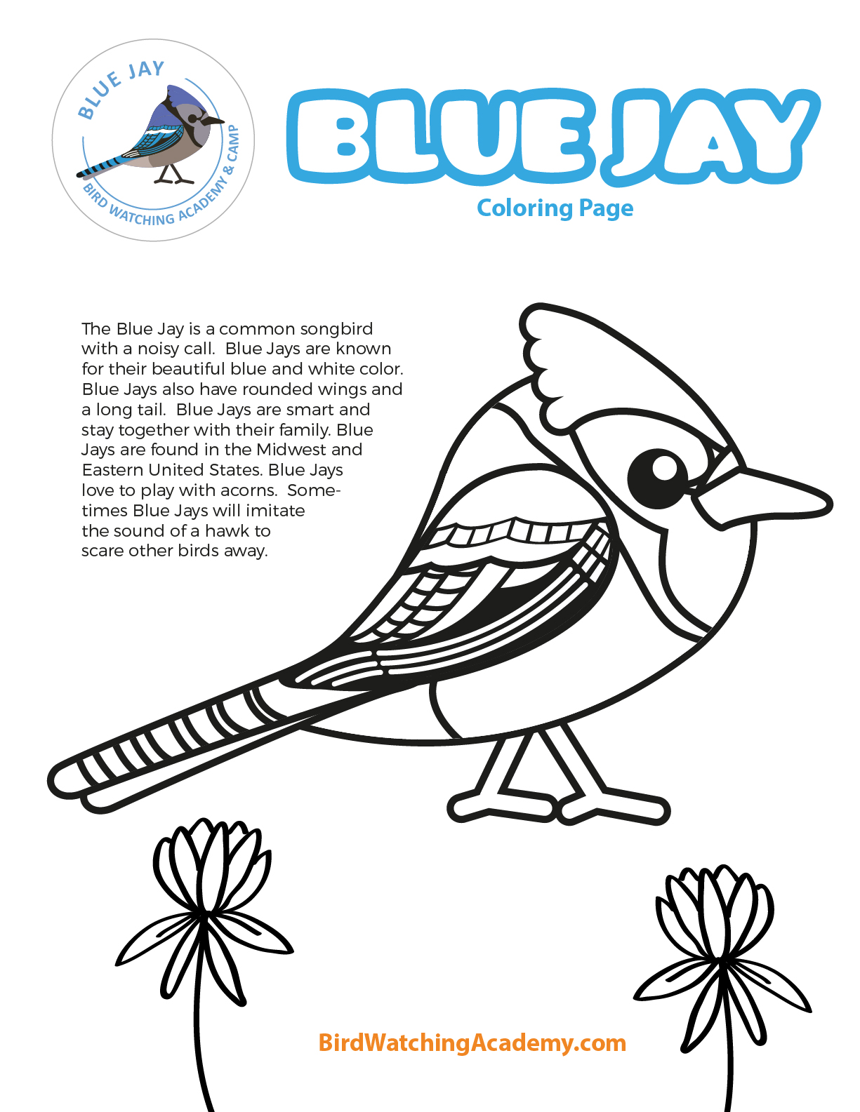 Blue jay coloring page