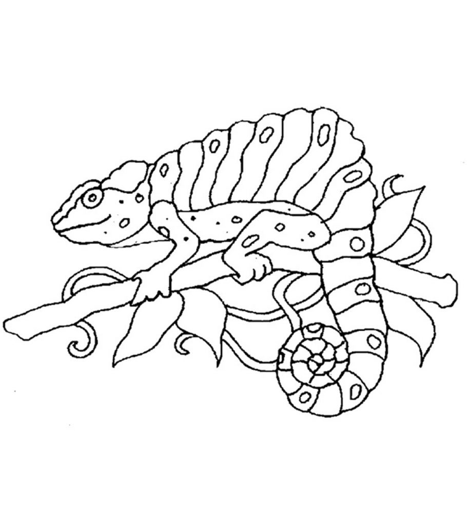 Chameleon coloring pages
