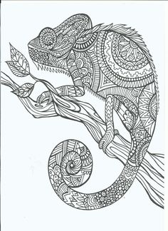 Chameleons for creative coloring ideas chameleon color chameleon coloring pages