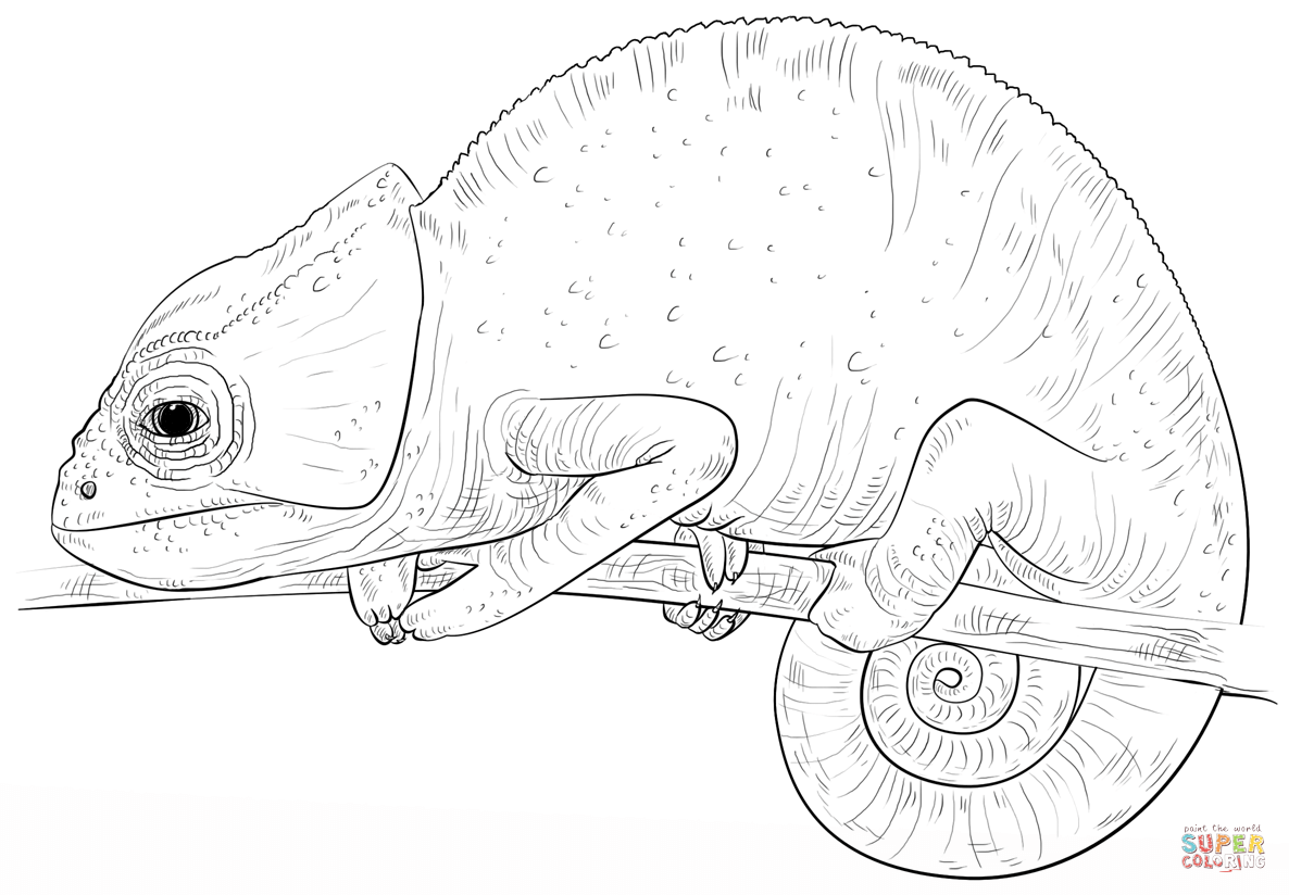 Chameleon coloring page free printable coloring pages