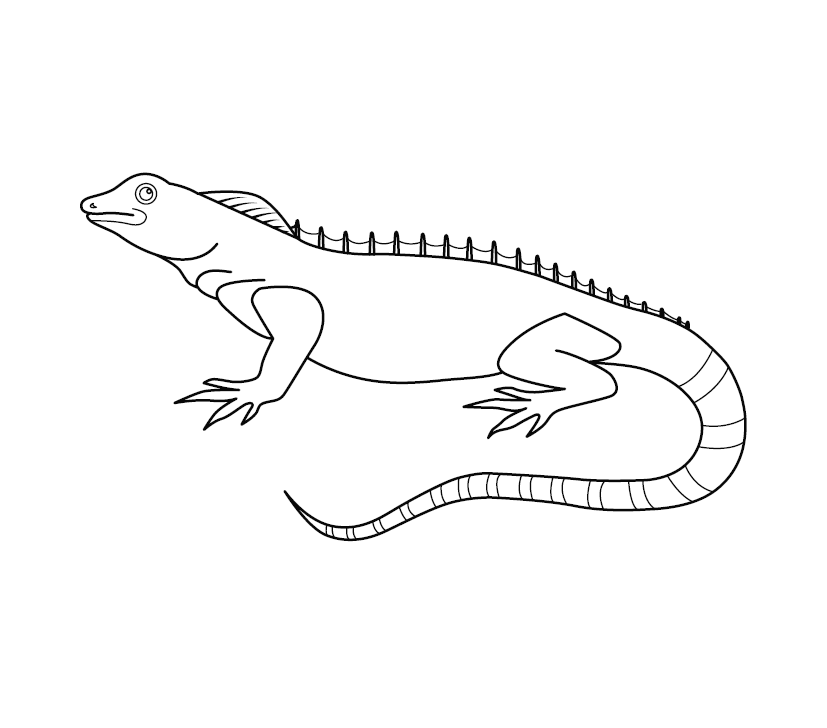 Chameleon colouring page free colouring book for children â monkey pen store