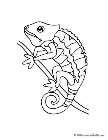 Chameleon picture coloring pages
