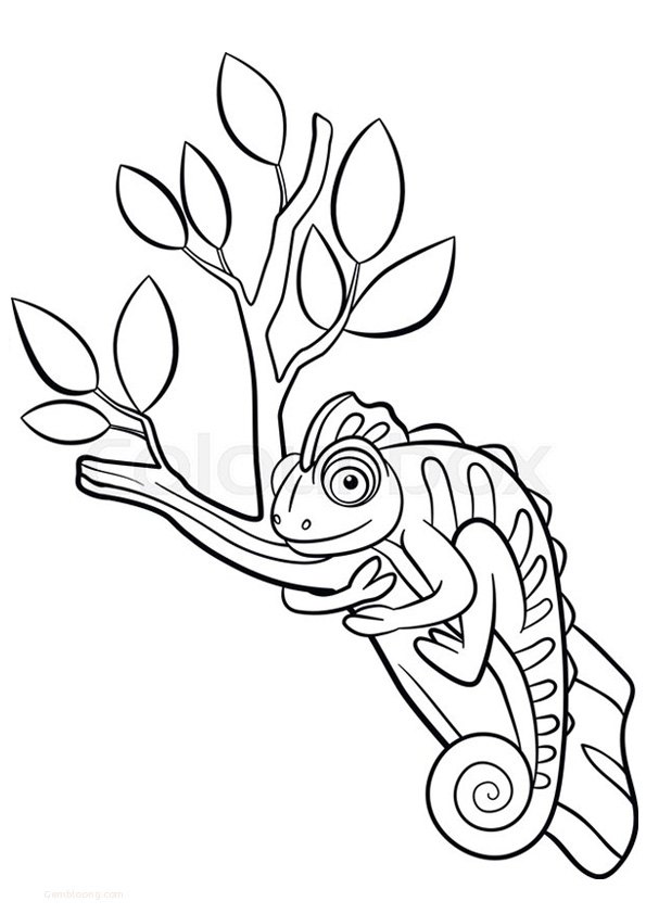 Coloring pages printable chameleon coloring pages for kids