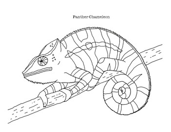 Chameleon coloring page tpt