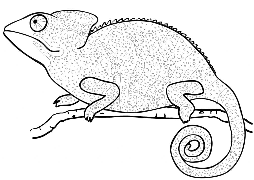 Nice chameleon coloring page