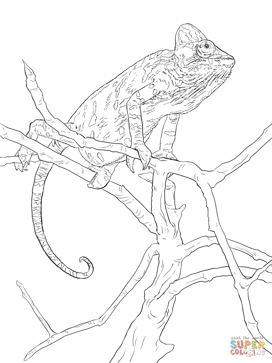 Realistic veiled chameleon coloring page from chameleon category select from printable crafts of cartoonâ chameleon color coloring pages veiled chameleon