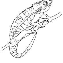 Chameleon printable coloring pages