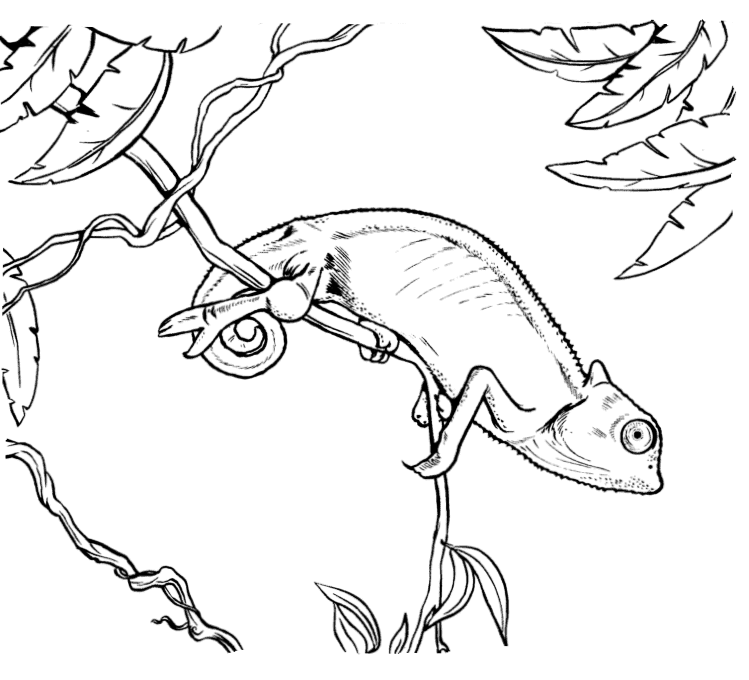 Chameleon coloring pages