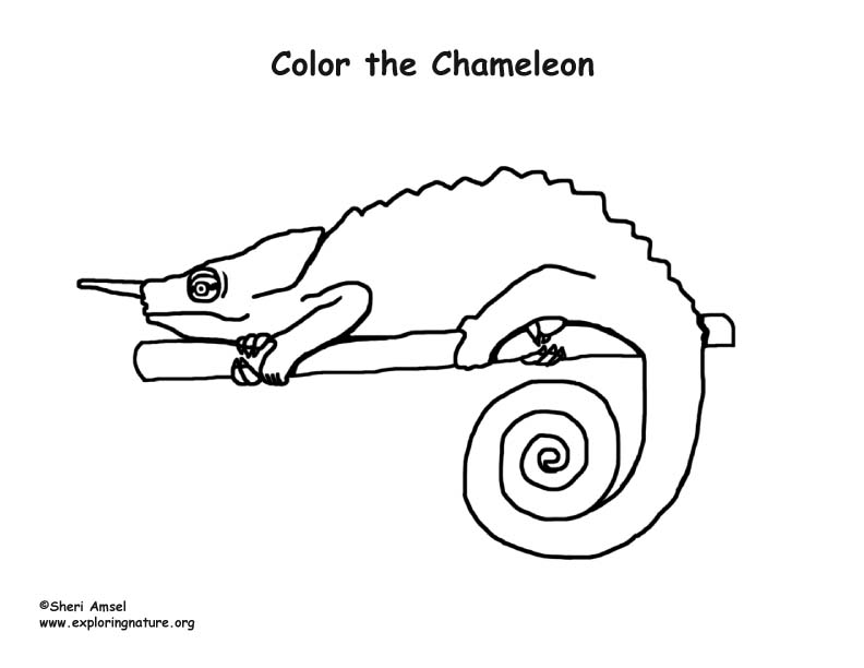 Chameleon â coloring nature