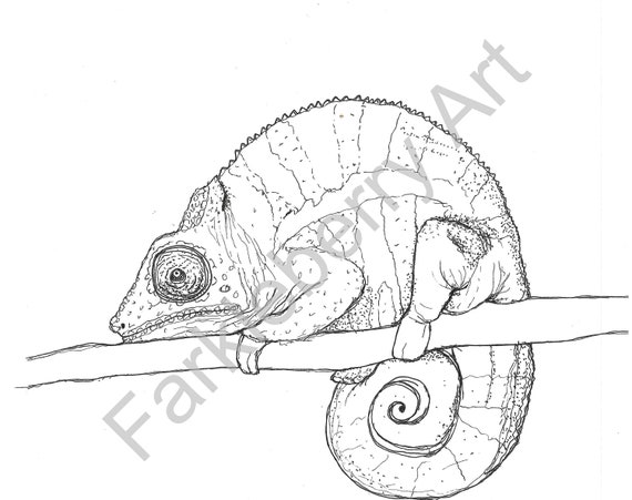 Printable chameleon coloring page