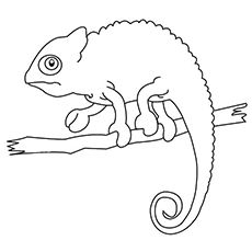 Chameleon coloring pages
