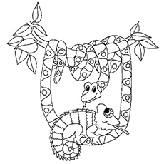 Chameleon coloring pages