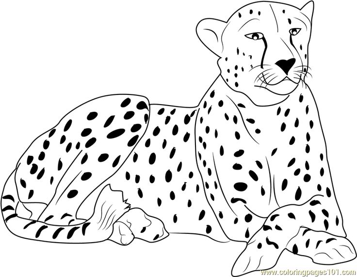 Cheetah coloring page for kids
