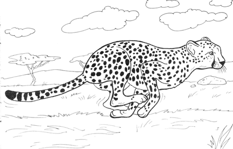 Cheetah coloring pages free coloring pages