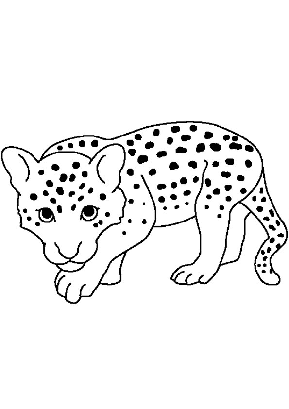 Coloring pages cheetah coloring pages