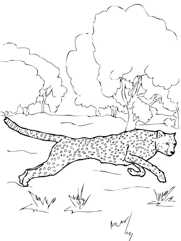 Free printable cheetah coloring pages for kids animal coloring pages coloring book pages coloring pages