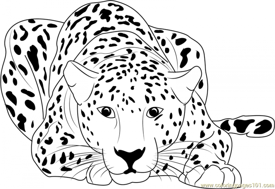 Free printable cheetah coloring pages