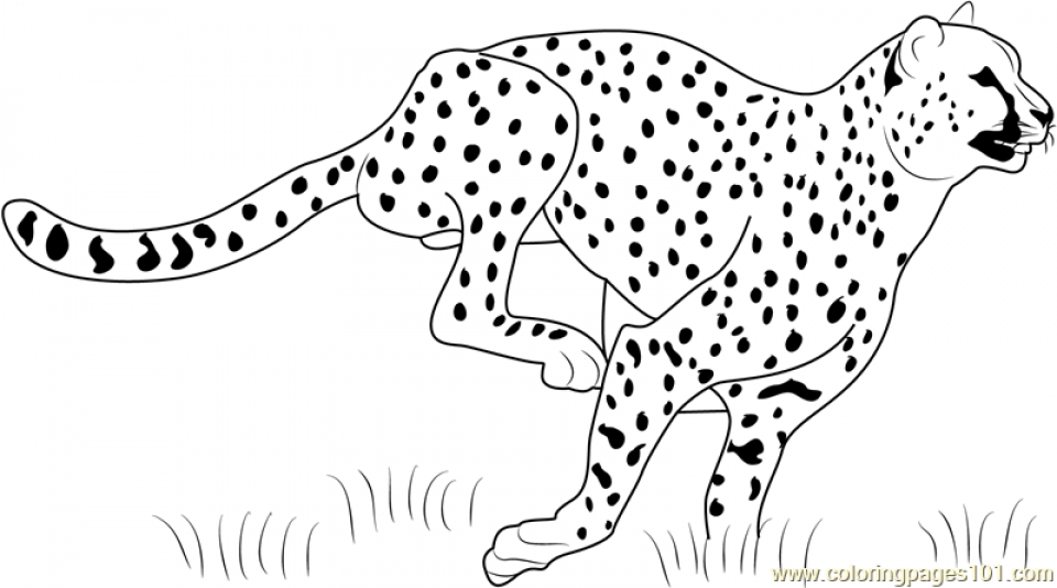 Get this cheetah coloring pages printable msb