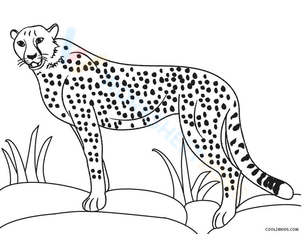 Free collection of cheetah coloring pages for kids