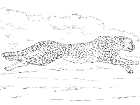 Running cheetah coloring page free printable coloring pages horse coloring pages animal coloring pages free printable coloring pages