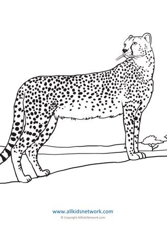Cheetah coloring page all kids network