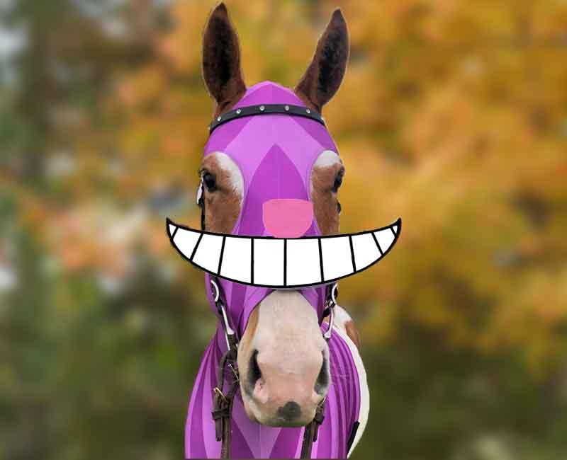 Horse costume cheshire cat