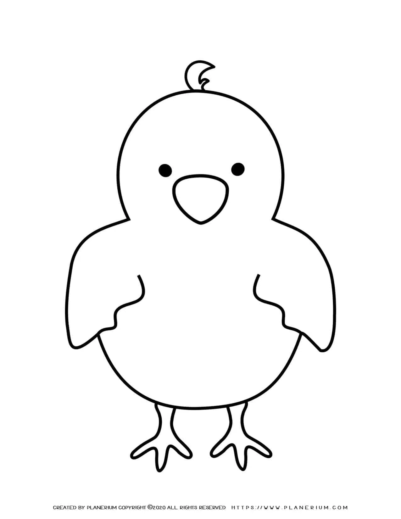 Baby chick