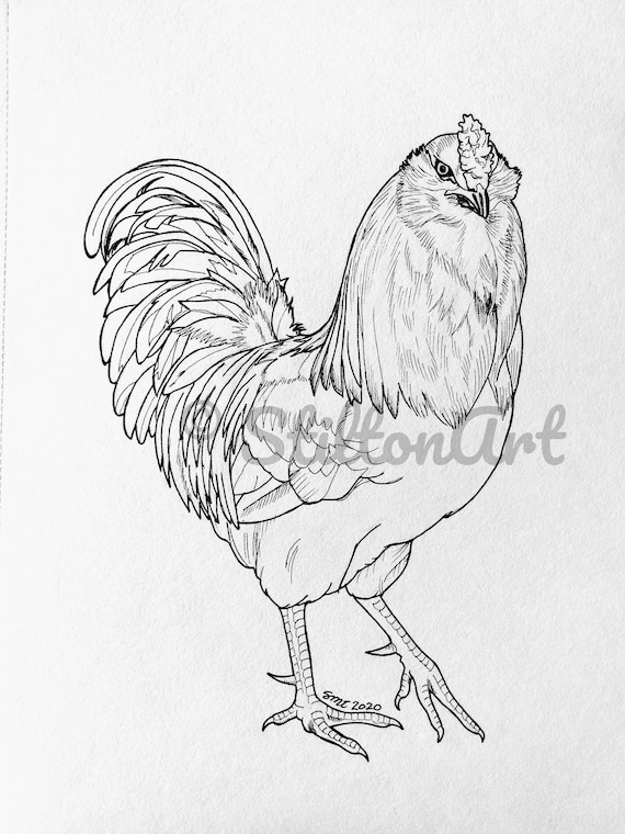 Ameraucana or easter egger rooster digital coloring page instant download