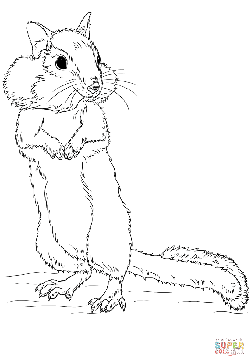 Chipmunk coloring page free printable coloring pages